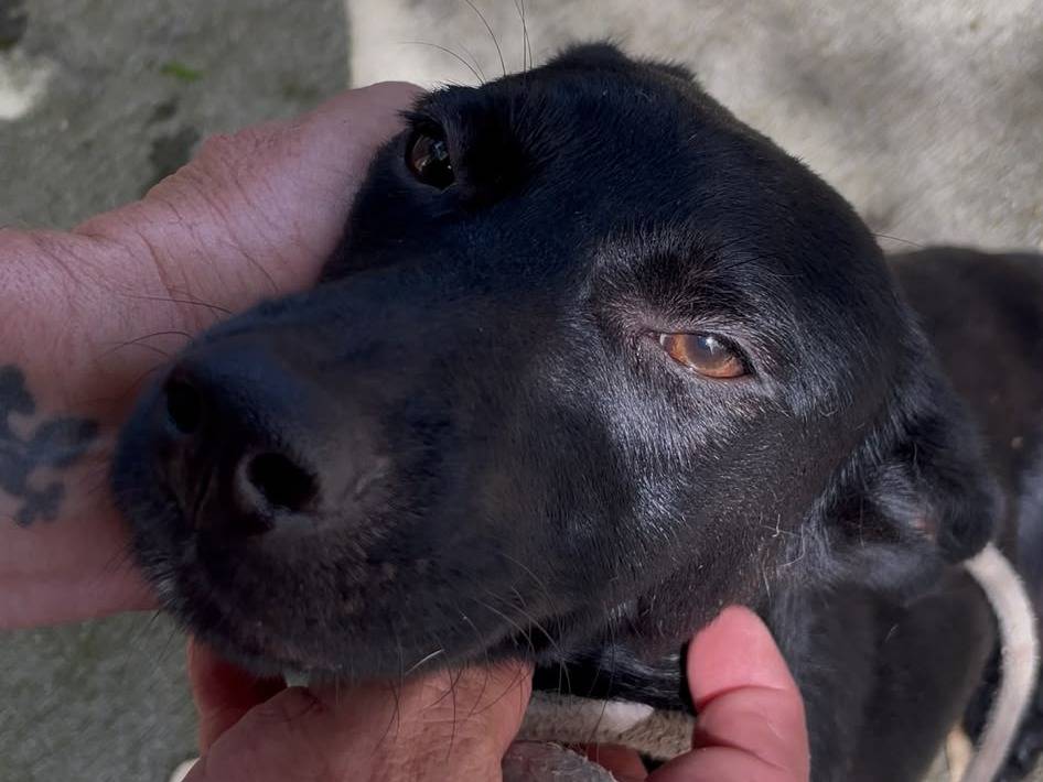 Adozione cane, femmina, Razza sconosciuta Razza sconosciuta, 8 mesi, taglia media, Latina