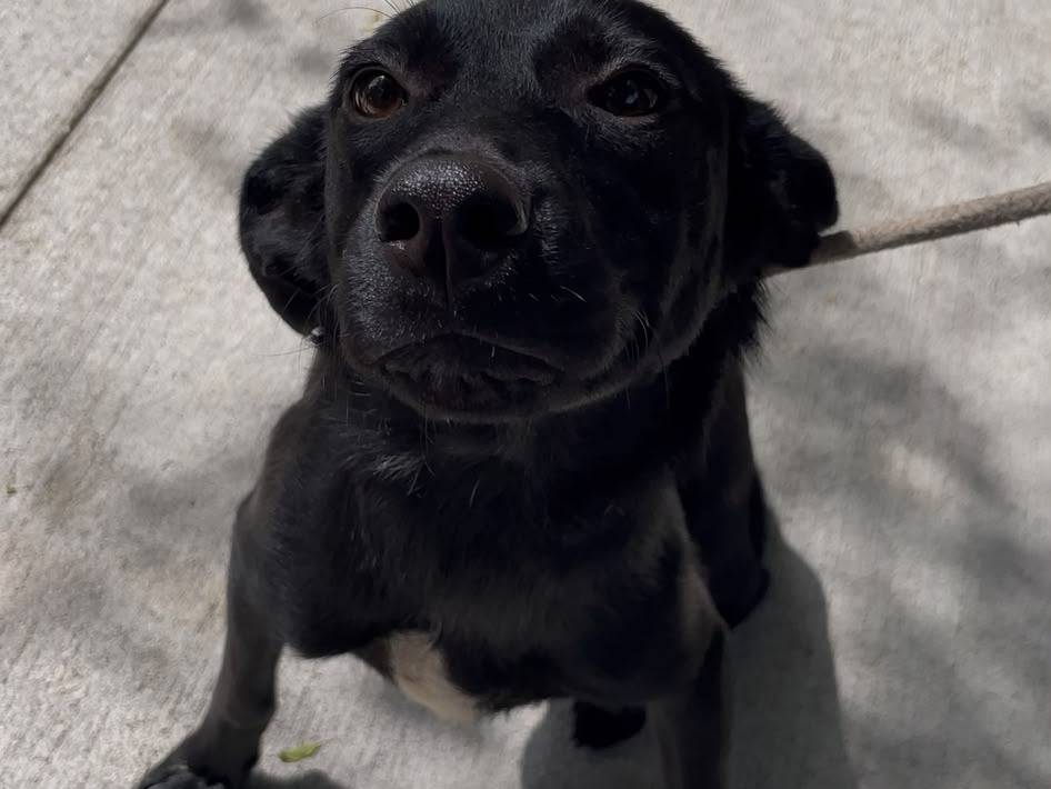 Adotta un cane, femmina, 8 mesi, Latina