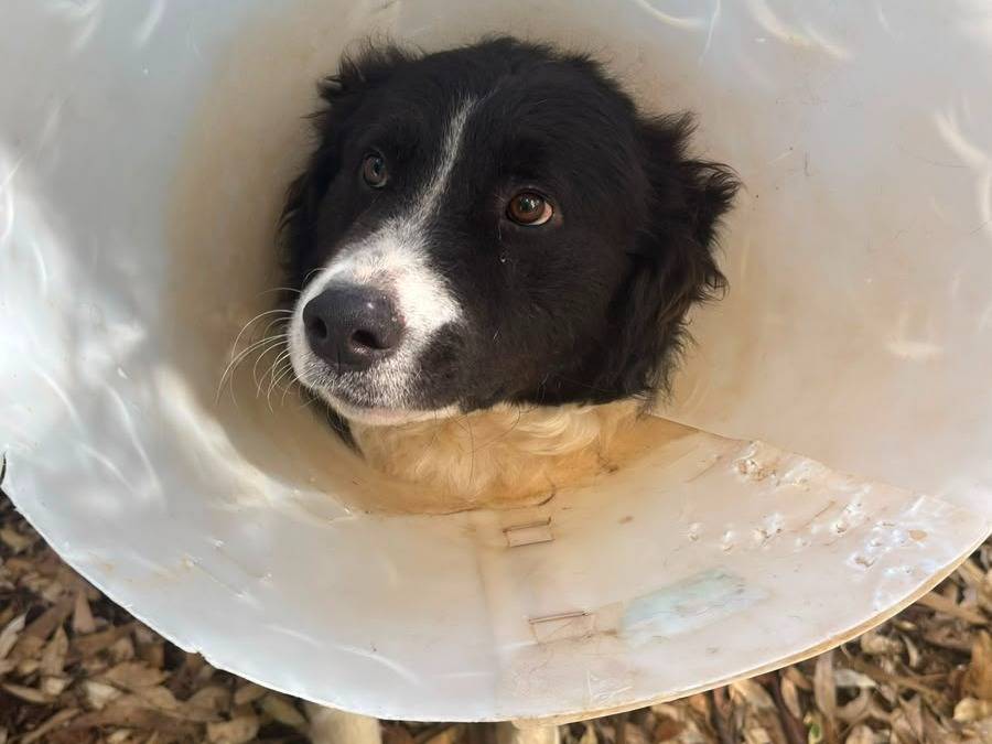 Adozione cane, maschio, Border Collie Razza sconosciuta, 1 anno e 2 mesi, taglia grande, Latina