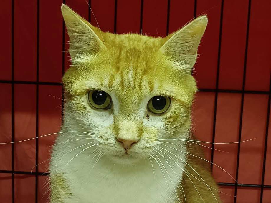 Adozione gatto, maschio, Razza sconosciuta Razza sconosciuta, 3 anni e 3 mesi, taglia non valida, Milano