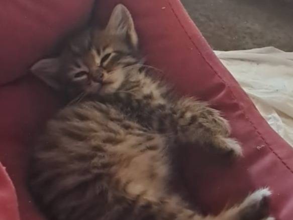Adozione gatto, maschio, Razza sconosciuta Razza sconosciuta, 2 mesi, taglia non valida, Roma