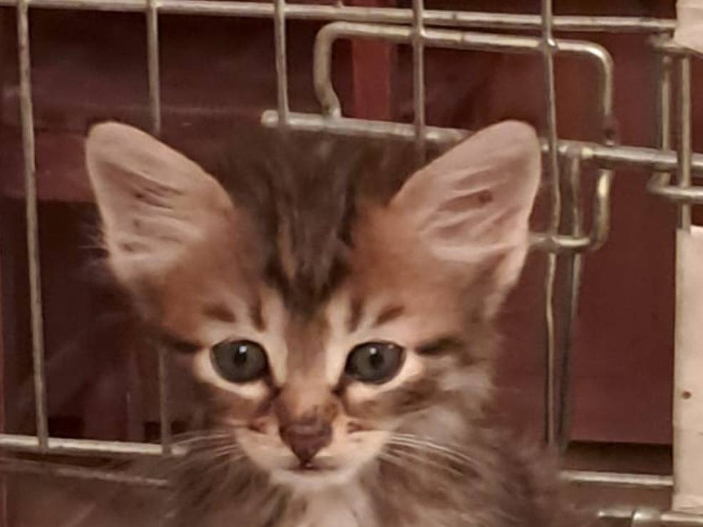 Adotta un gatto, maschio, 2 mesi, Roma
