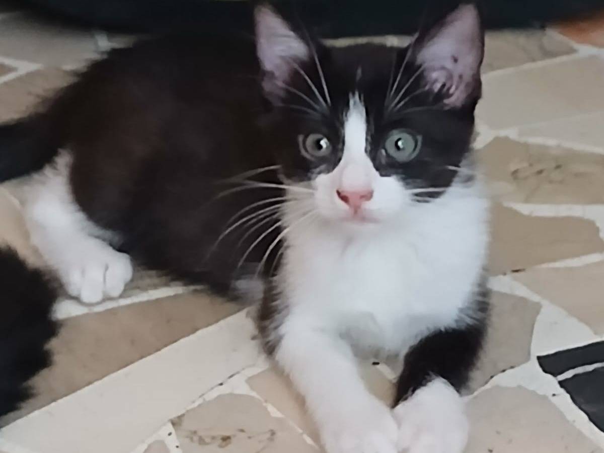 Adozione gatto, femmina, Razza sconosciuta Razza sconosciuta, 2 mesi, taglia non valida, Milano