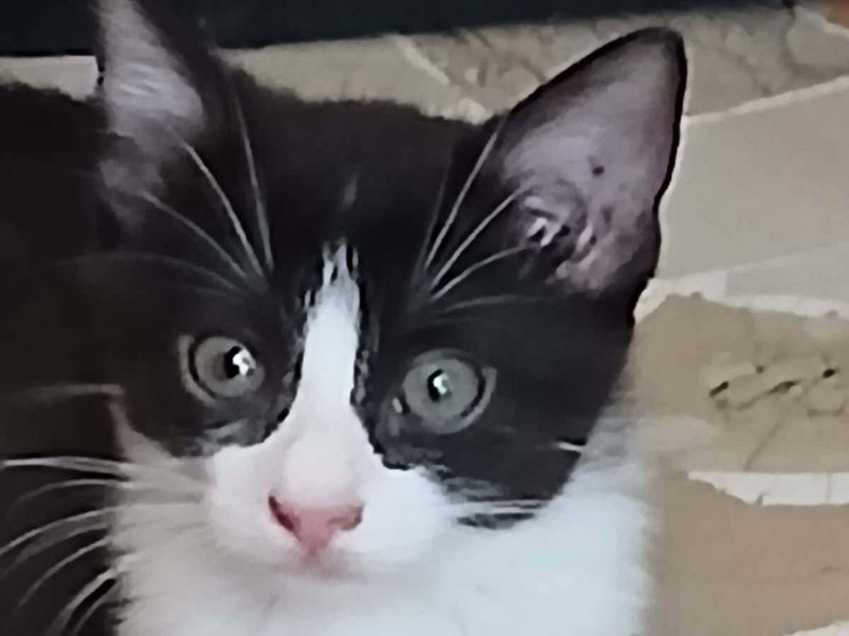 Adotta un gatto, femmina, 2 mesi, Milano