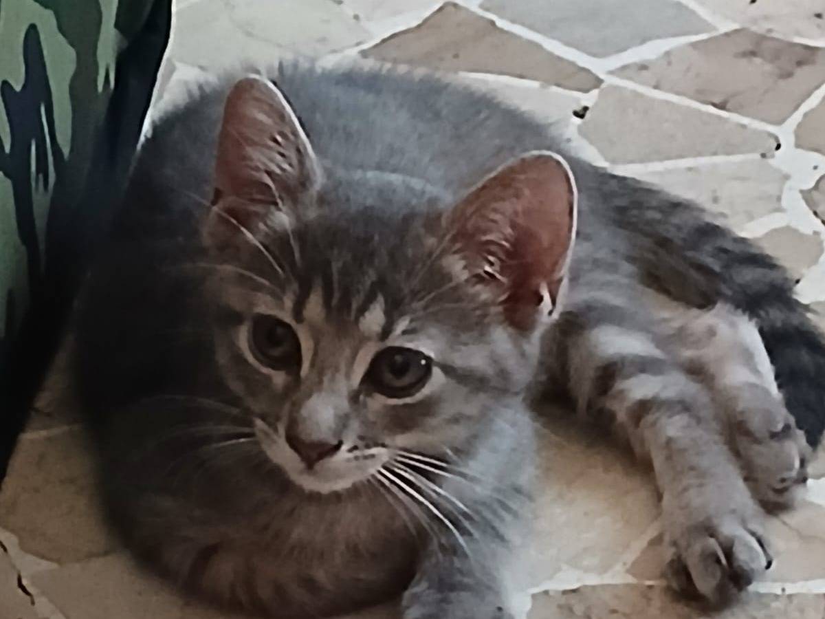 Adotta un gatto, femmina, 2 mesi, Milano