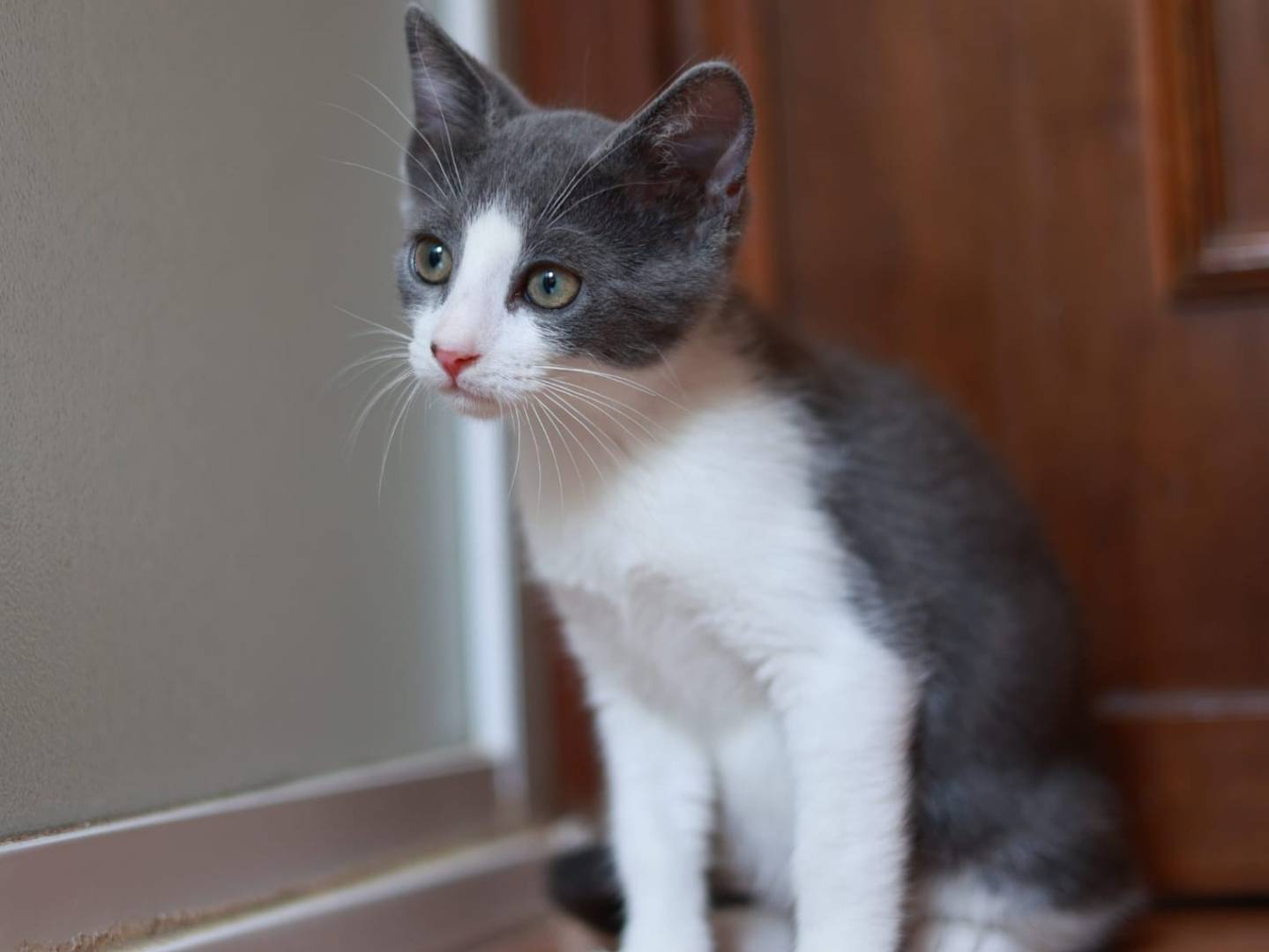 Adotta un gatto, femmina, 3 mesi, Brescia