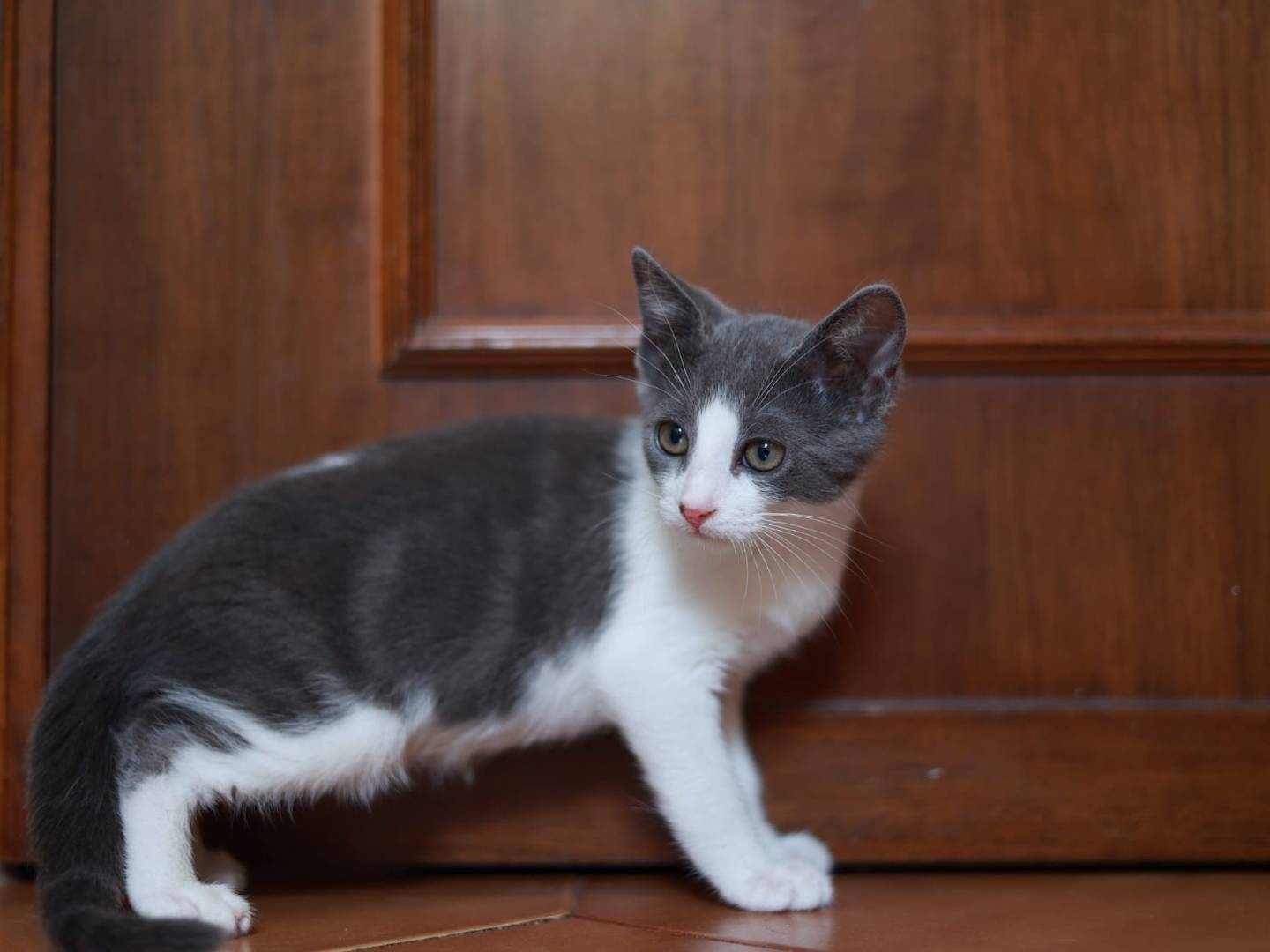 Adotta un gatto, taglia non valida, femmina, Brescia