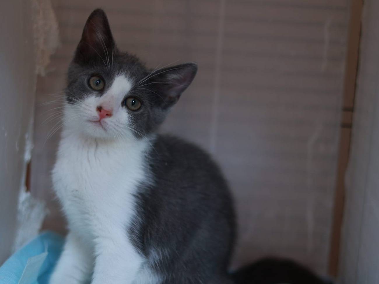 Vuoi adottare un gatto a Brescia?