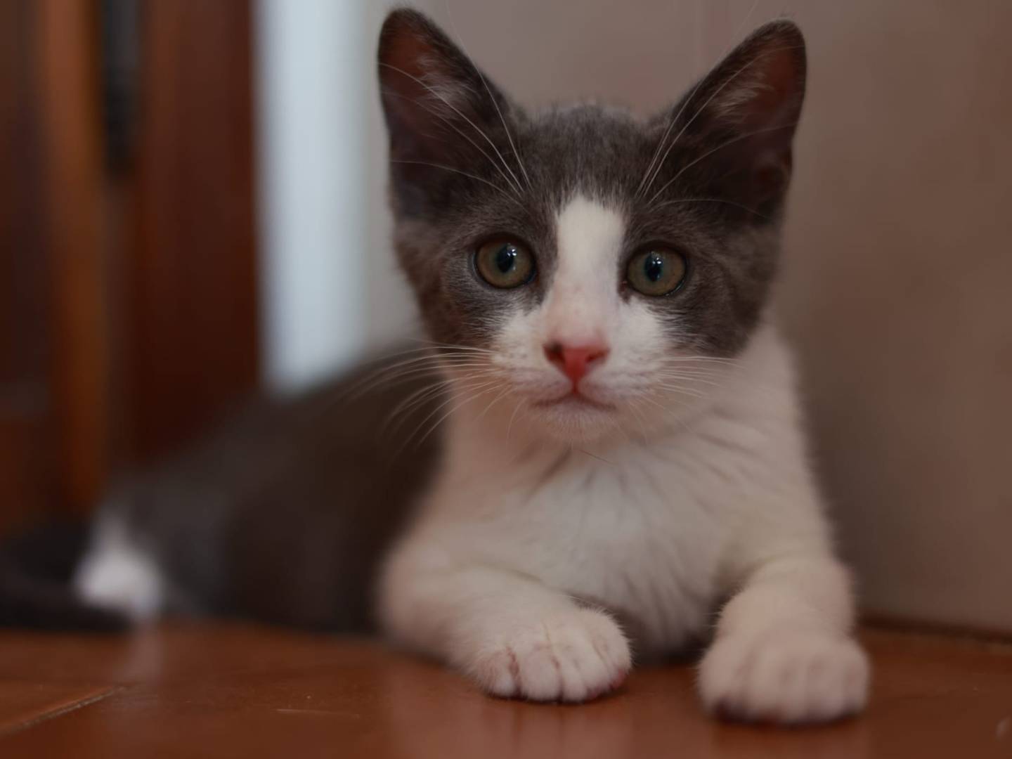 Adozione gatto, femmina, Razza sconosciuta Razza sconosciuta, 3 mesi, taglia non valida, Brescia