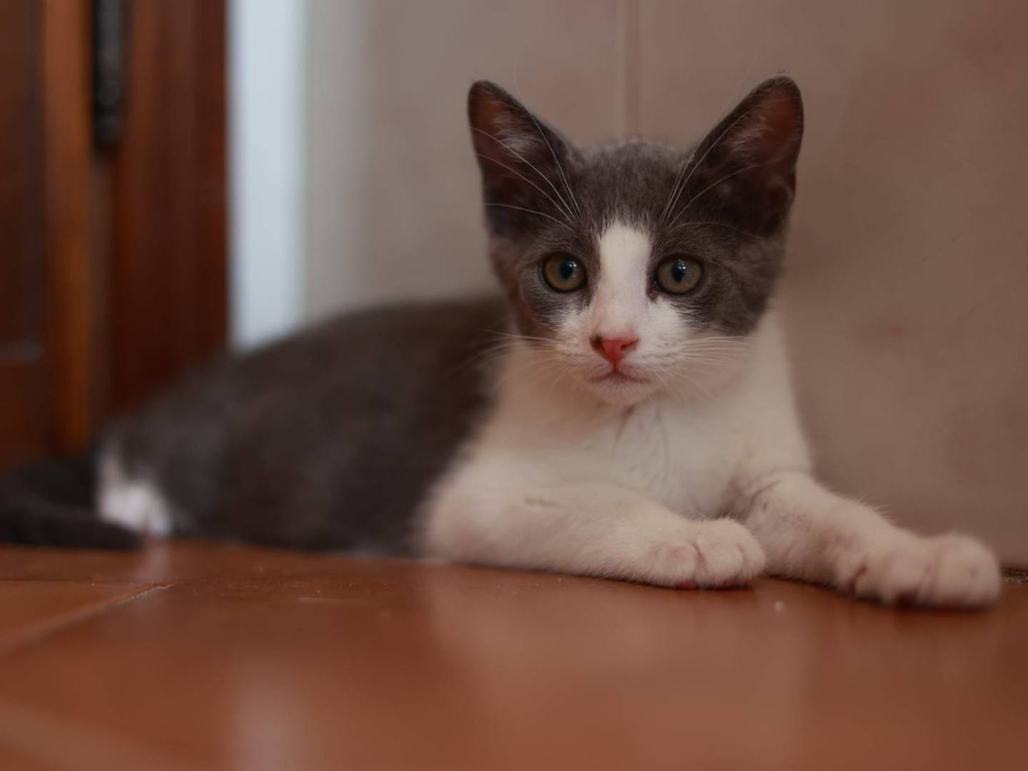 Adotta il gatto Ariel  a Brescia