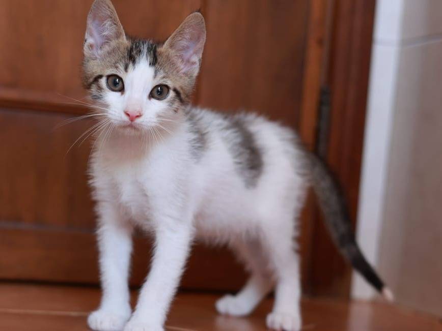 Adozione gatto, maschio, Razza sconosciuta Razza sconosciuta, 2 mesi, taglia non valida, Brescia