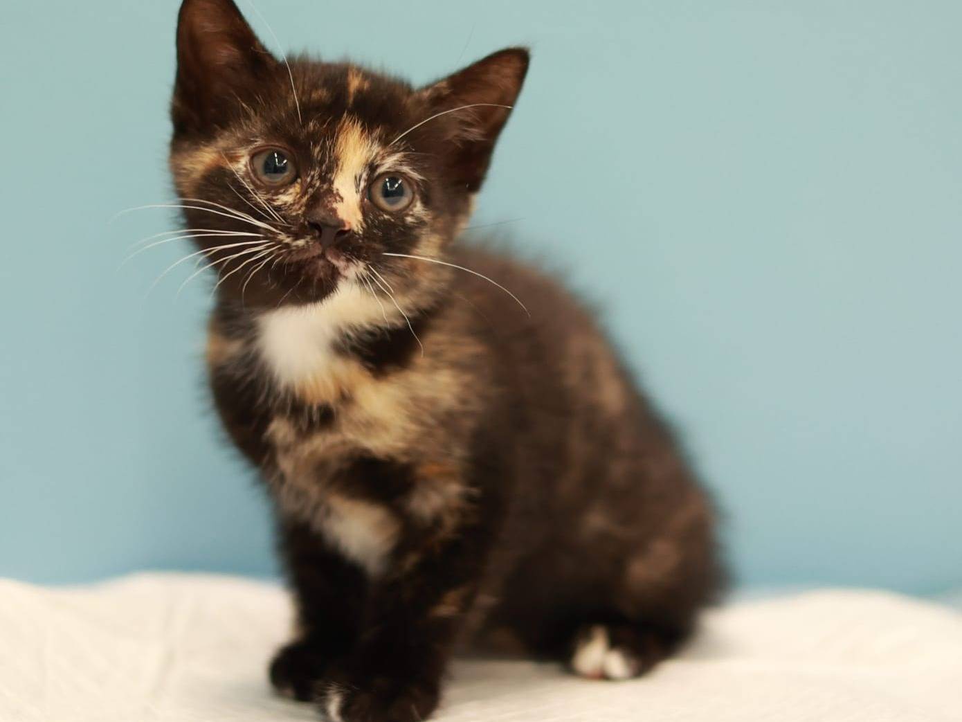 Vuoi adottare un gatto a Brescia?
