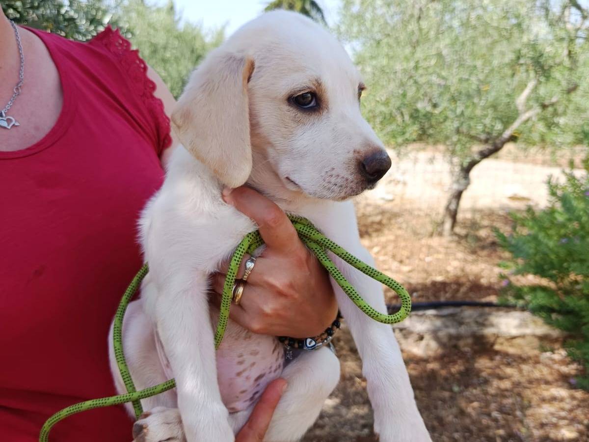 Adozione cane, femmina, Razza sconosciuta Razza sconosciuta, 1 mese, taglia media, Milano