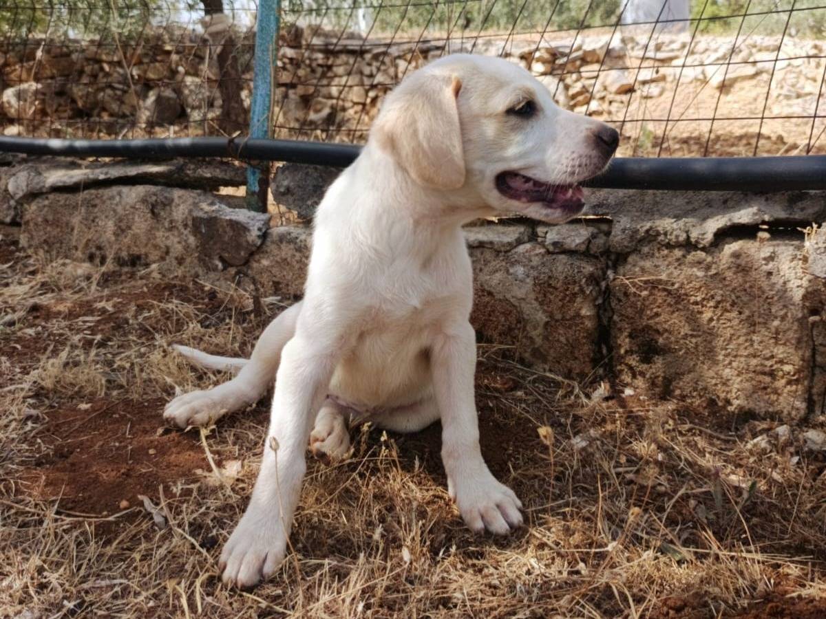 Adotta il cane Jasmine a Milano
