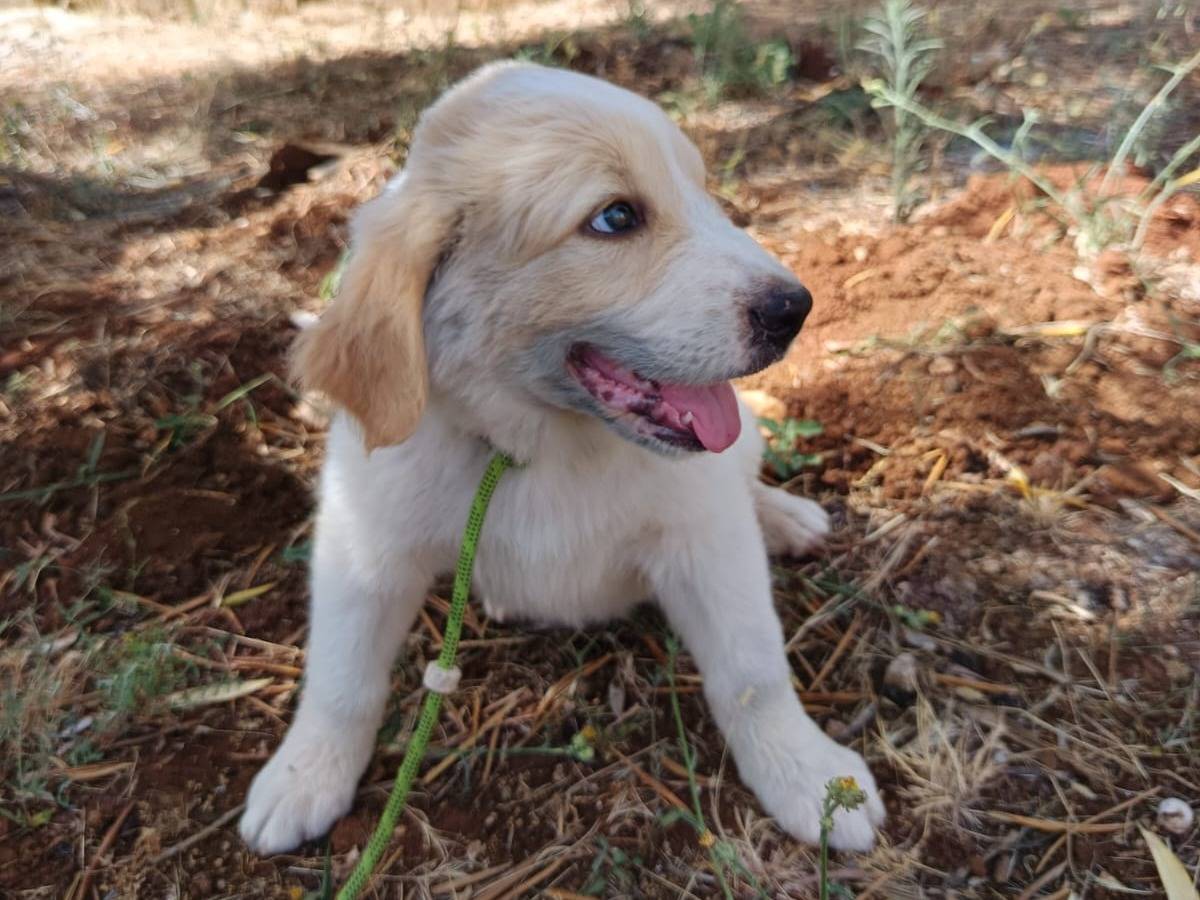 Adozione cane, femmina, Razza sconosciuta Razza sconosciuta, 2 mesi, taglia media, Cuneo