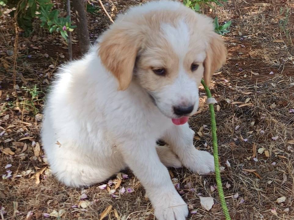 Adotta un cane, femmina, 2 mesi, Cuneo