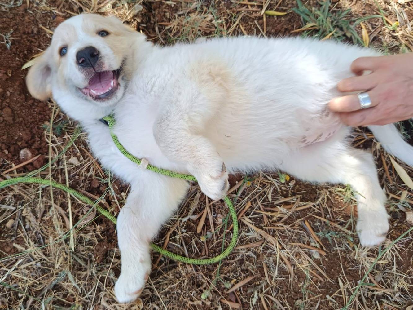 Adotta un cane, taglia media, femmina, Cuneo