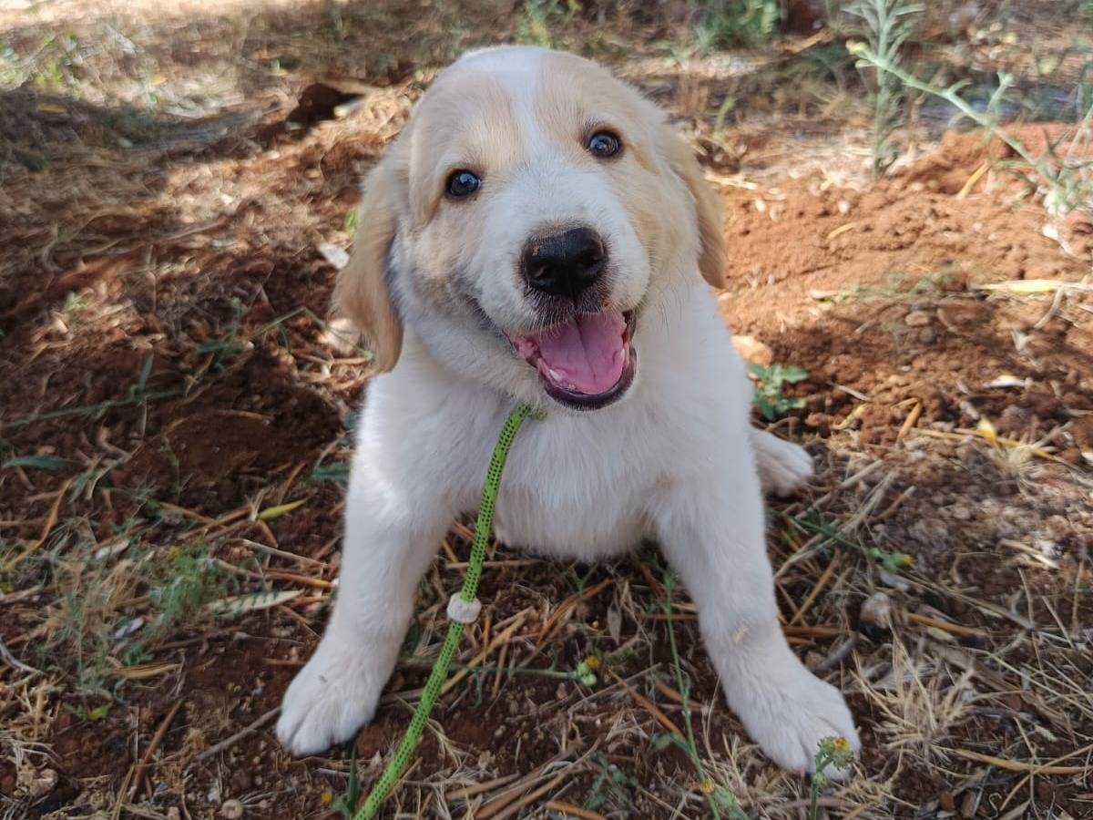 Vuoi adottare un cane a Cuneo?