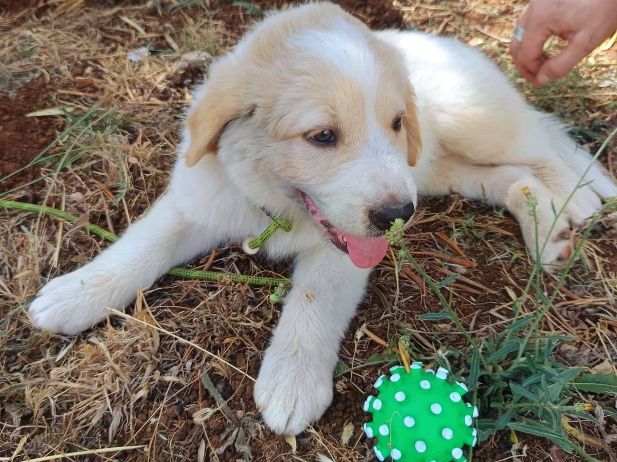 Adotta il cane Fiona a Cuneo