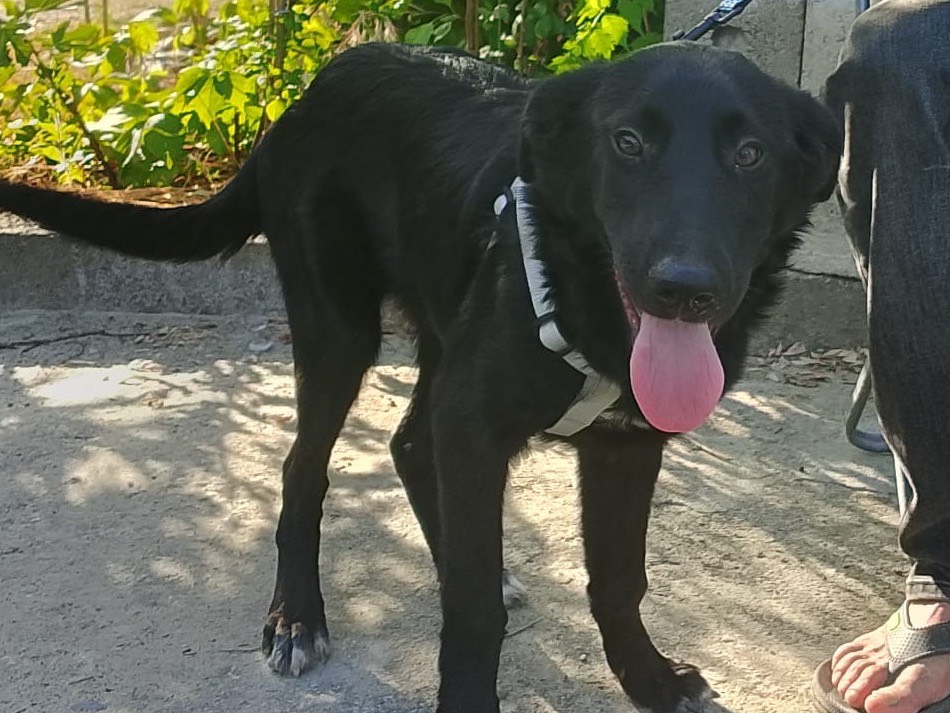 Adozione cane, femmina, Razza sconosciuta Razza sconosciuta, 5 mesi, taglia media, Crotone