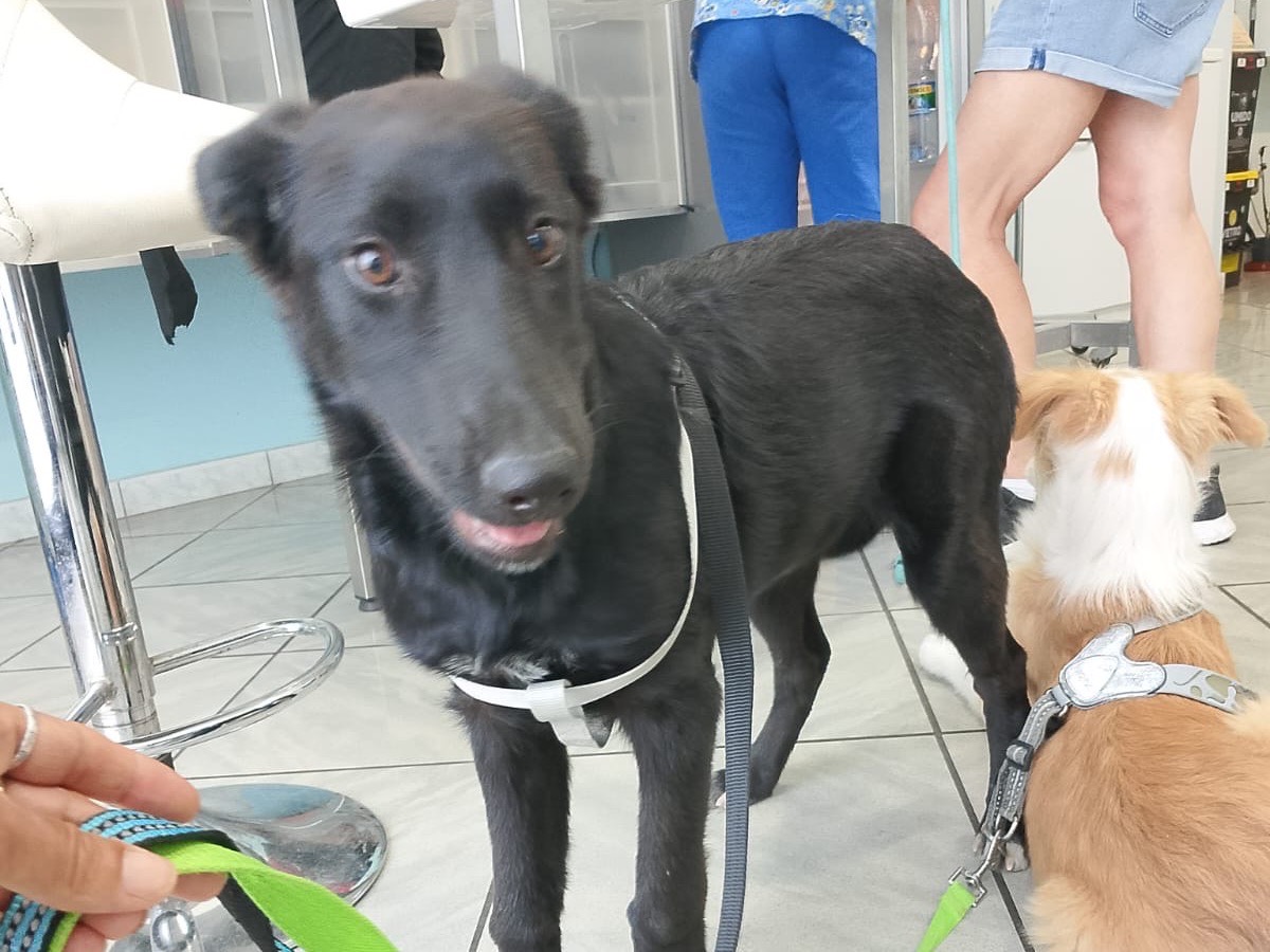 Adotta un cane, femmina, 5 mesi, Crotone