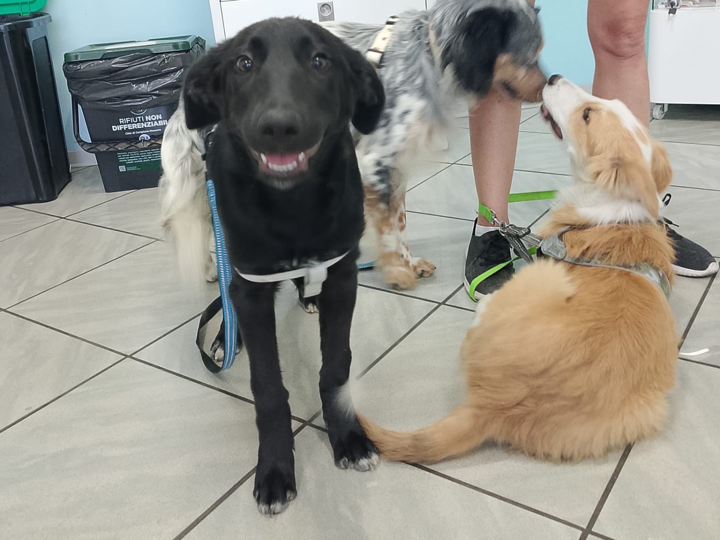 Adotta un cane, taglia media, femmina, Crotone