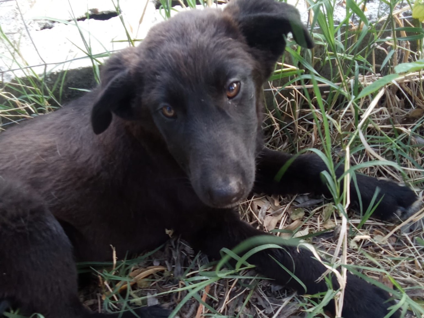 Vuoi adottare un cane a Crotone?