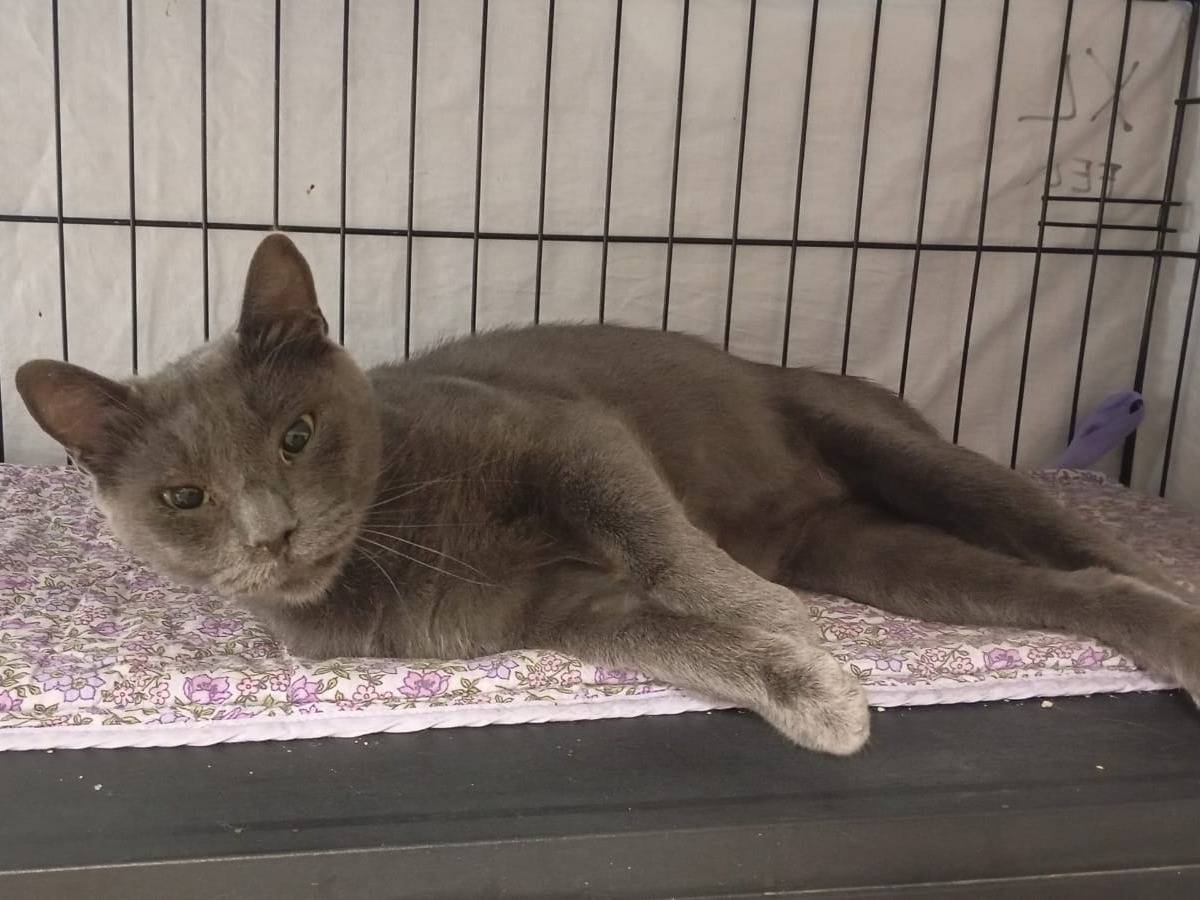 Adozione gatto, maschio, Certosino  Razza sconosciuta, 1 anno e 6 mesi, taglia non valida, Novara