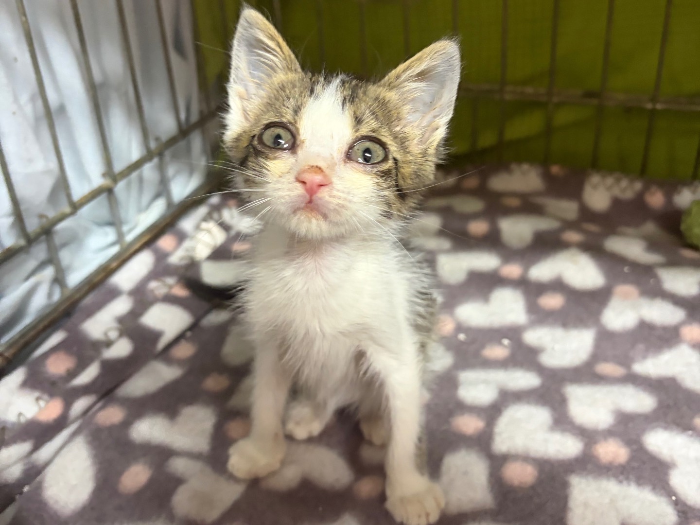 Adozione gatto, femmina, Razza sconosciuta Razza sconosciuta, 3 mesi, taglia non valida, Potenza