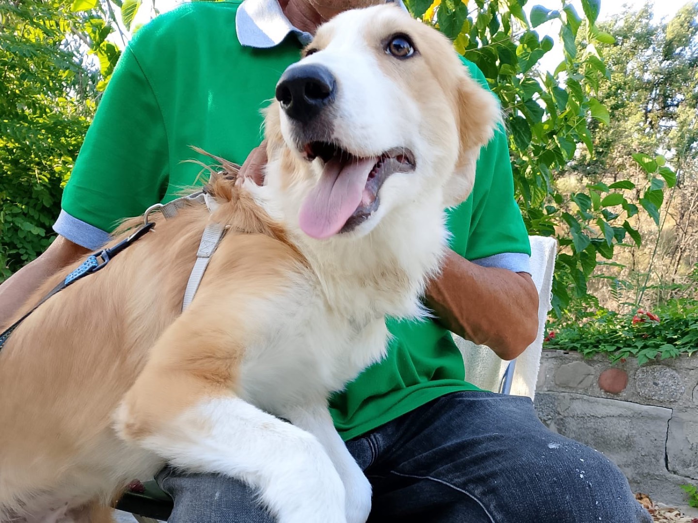Vuoi adottare un cane a Crotone?