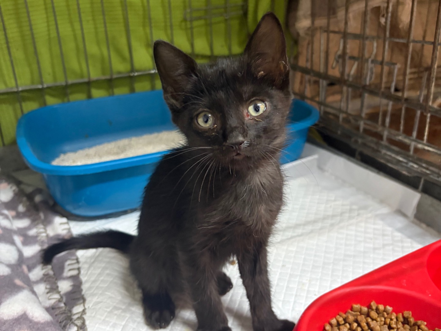 Adozione gatto, maschio, Razza sconosciuta Razza sconosciuta, 3 mesi, taglia non valida, Potenza