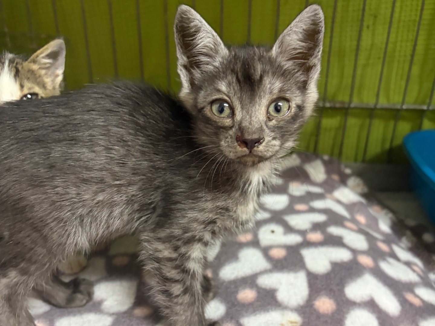 Adozione gatto, femmina, Razza sconosciuta Razza sconosciuta, 3 mesi, taglia non valida, Potenza