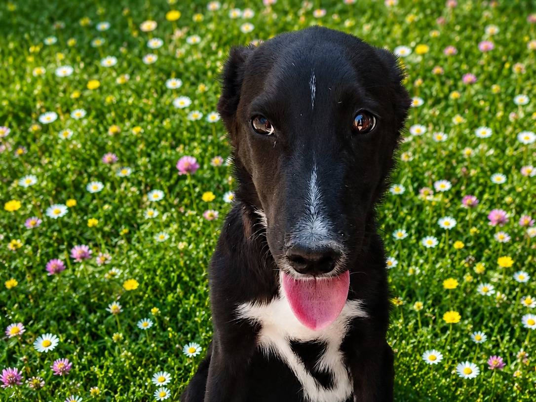 Adozione cane, maschio, Razza sconosciuta Razza sconosciuta, 4 mesi, taglia media, Siracusa