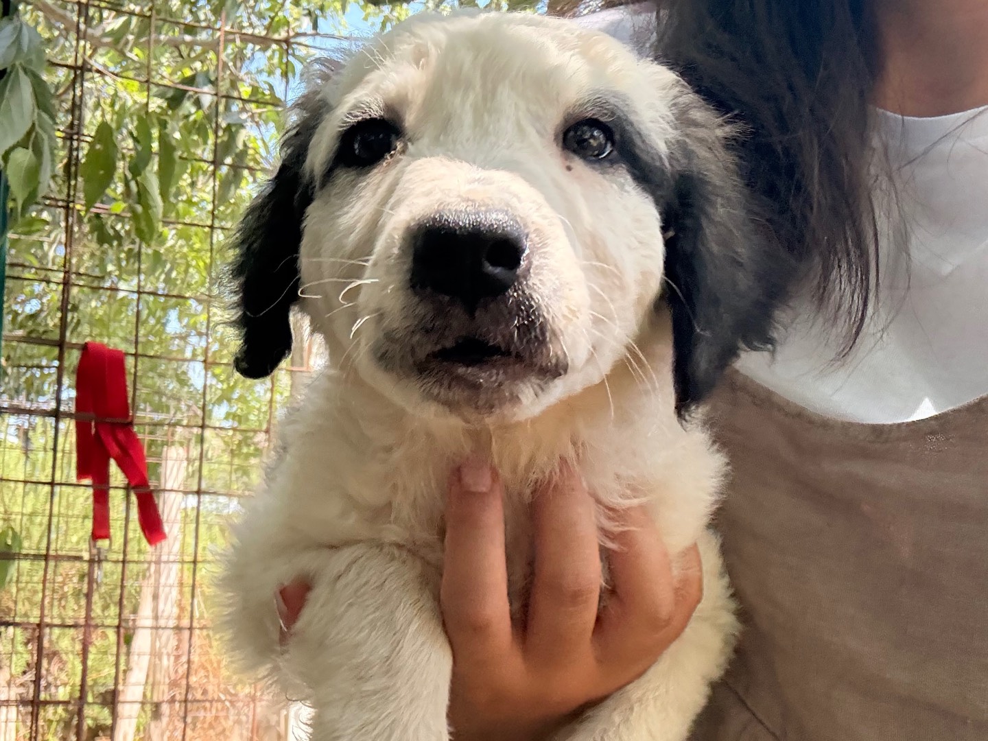 Adozione cane, maschio, Razza sconosciuta Razza sconosciuta, 2 mesi, taglia media, Laquila