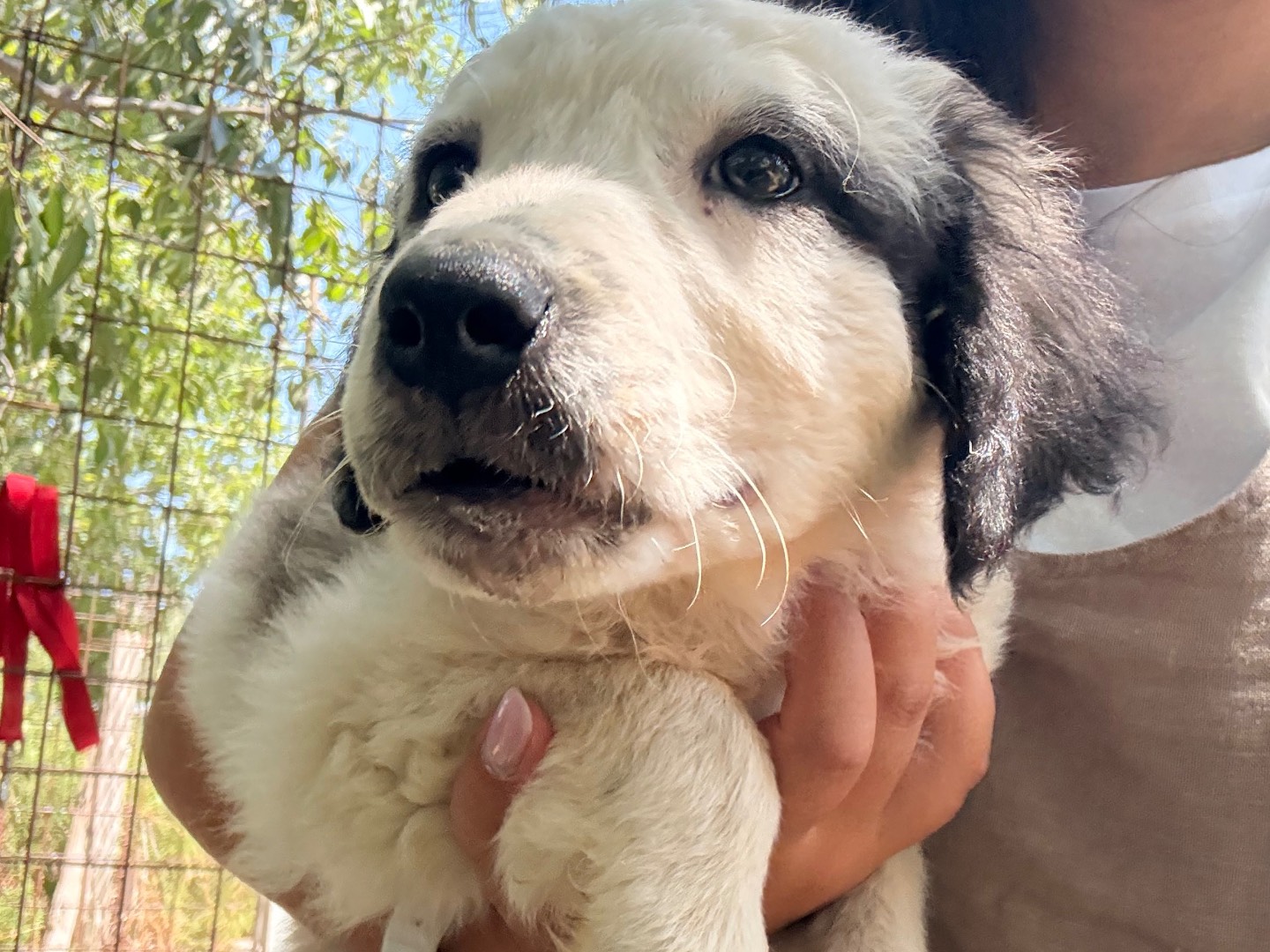 Adotta un cane, maschio, 2 mesi, Laquila
