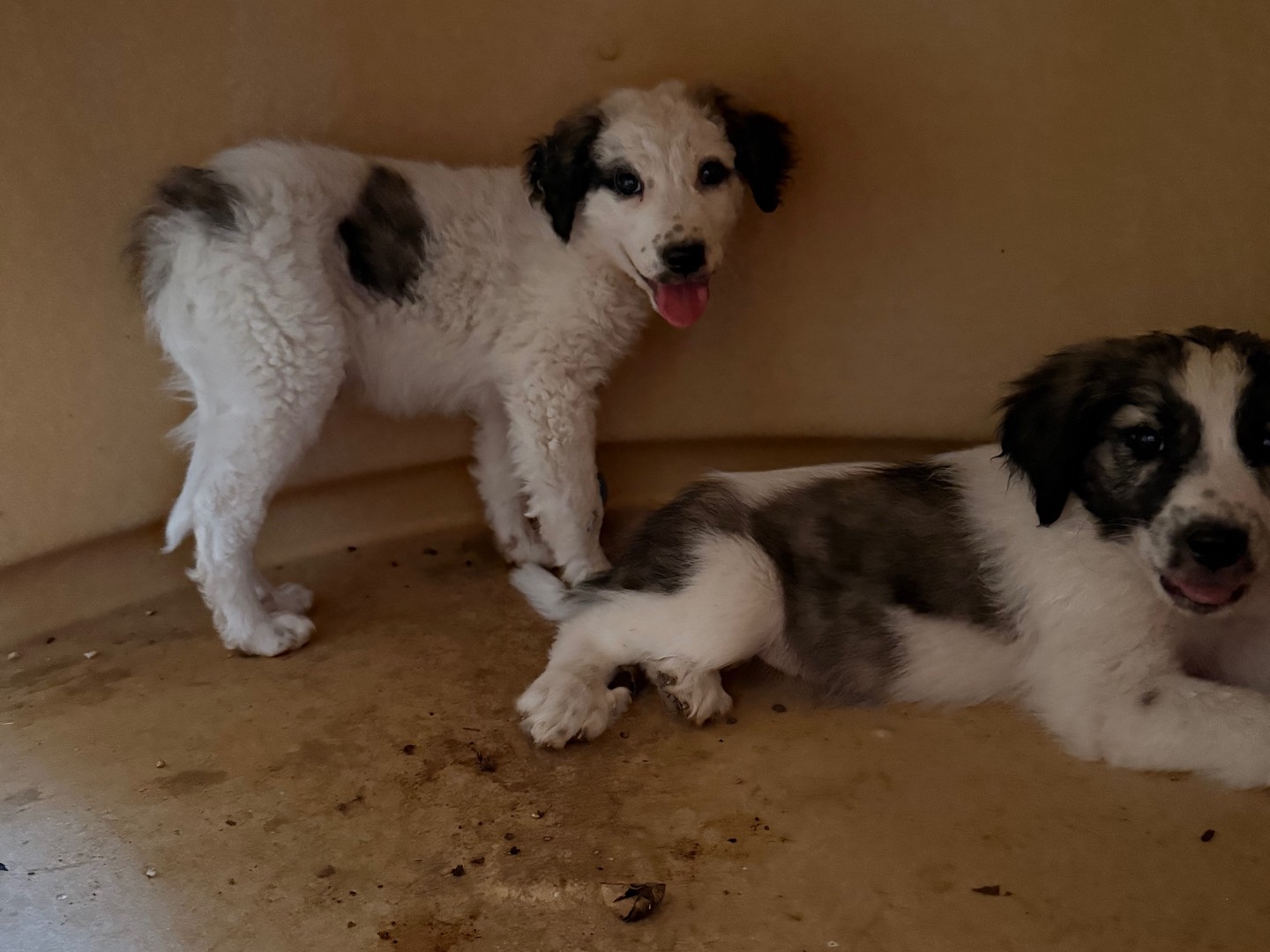 Adotta un cane, taglia media, maschio, Laquila