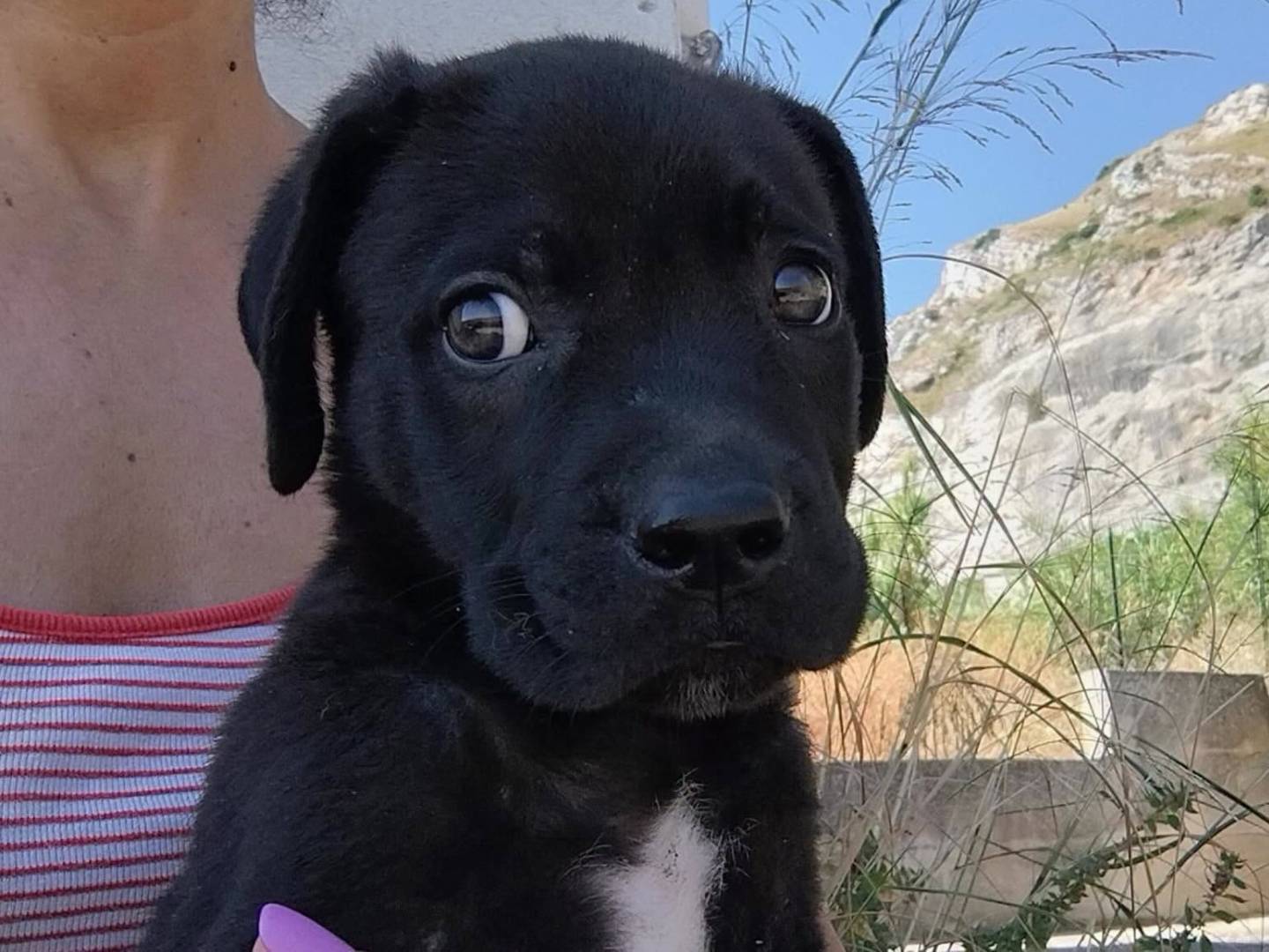 Adozione cane, maschio, Razza sconosciuta Razza sconosciuta, 2 mesi, taglia media, Trapani