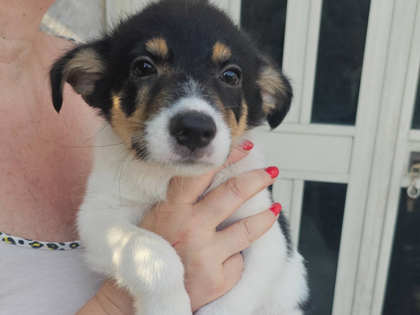 Adozione cane, maschio, Razza sconosciuta Razza sconosciuta, 3 mesi, taglia media contenuta, Avellino