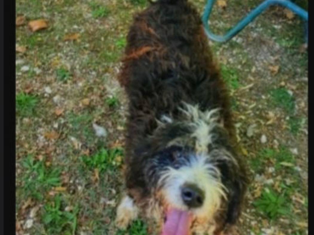 Adotta un cane, taglia media, maschio, Foggia