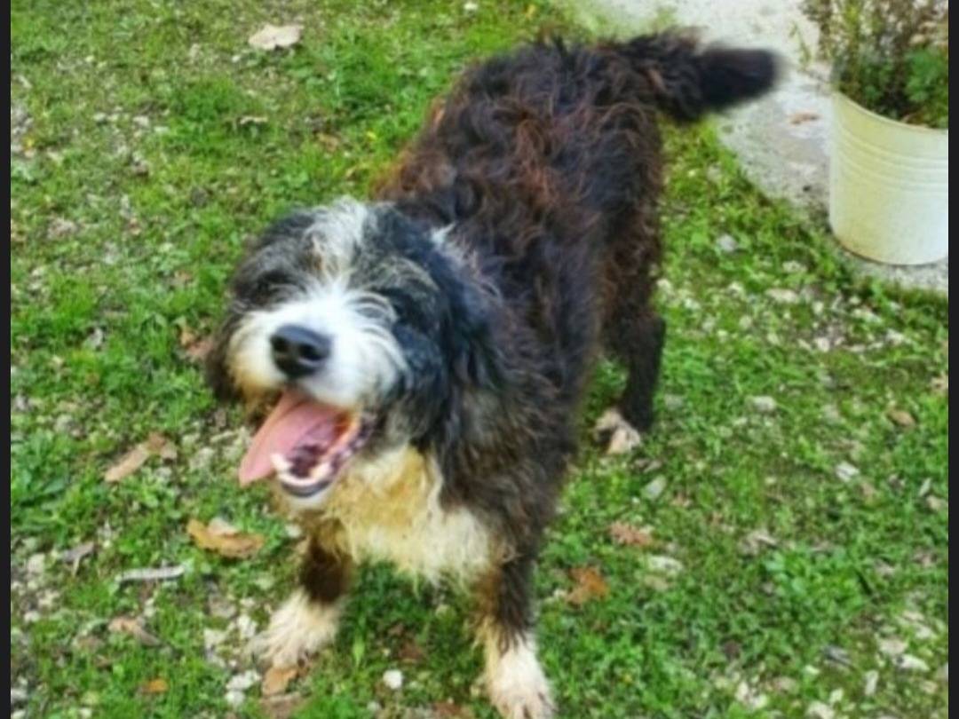Adozione cane, maschio, Razza sconosciuta Razza sconosciuta, 4 anni e 10 mesi, taglia media, Foggia