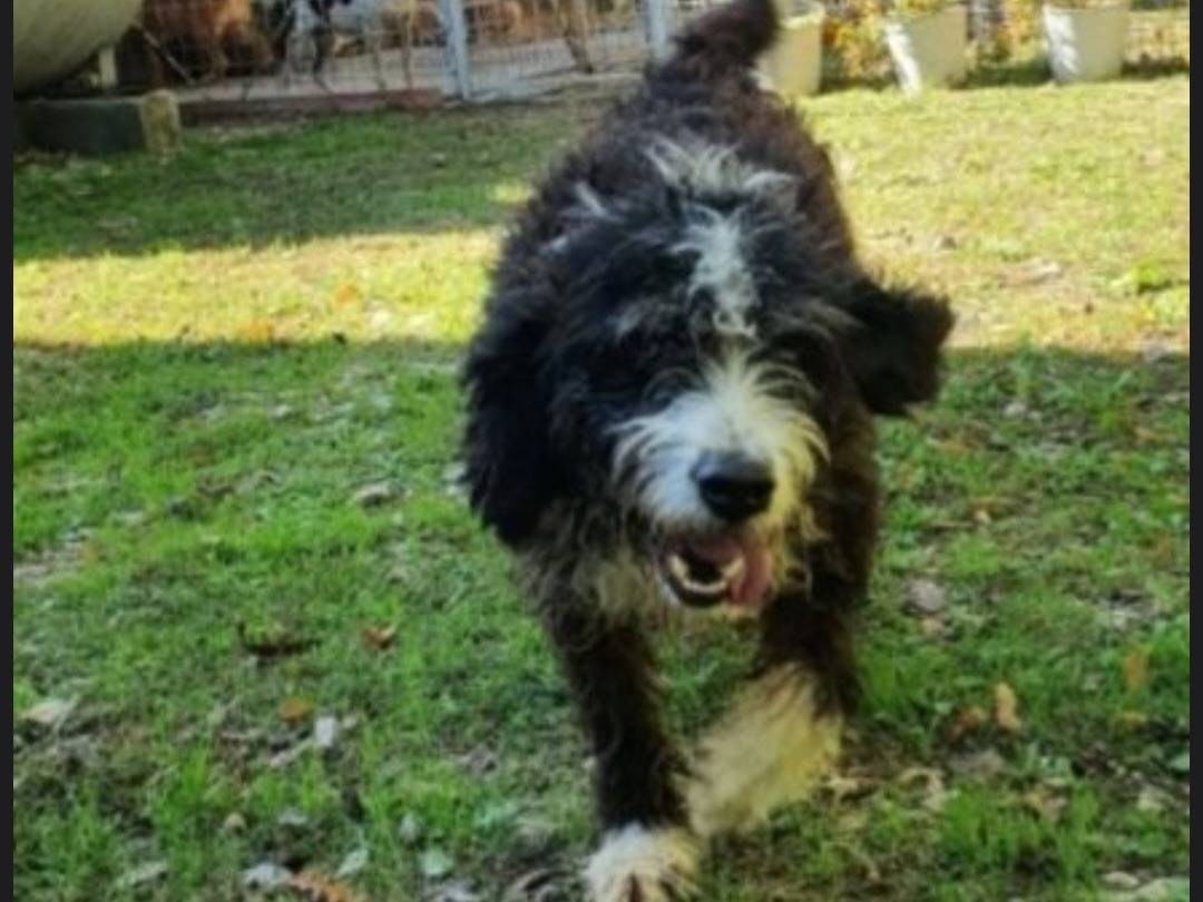 Vuoi adottare un cane a Foggia?