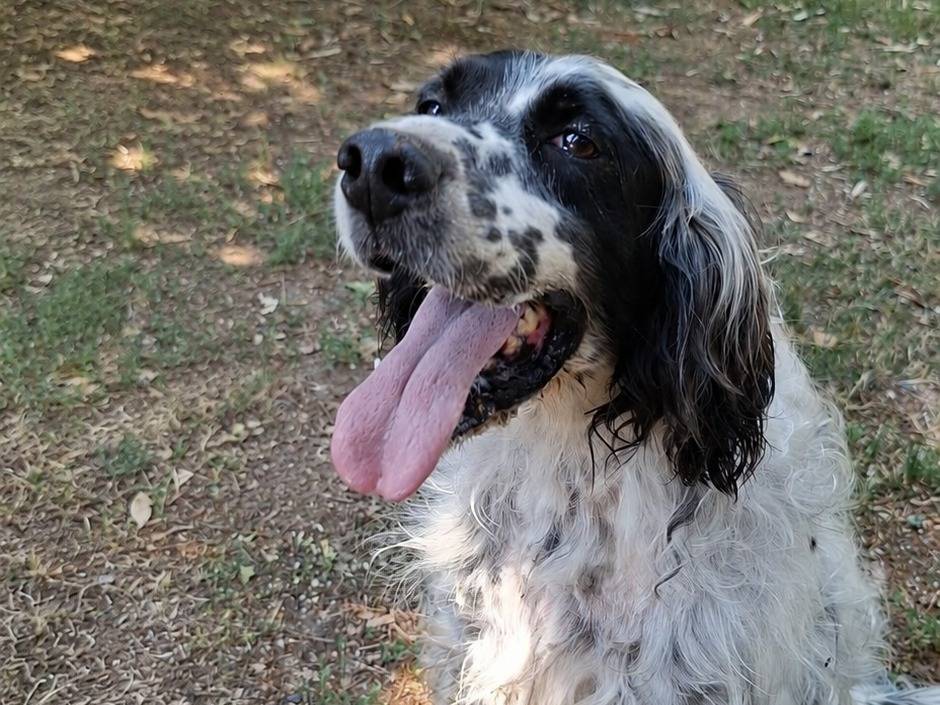 Adozione cane, maschio, Setter Inglese Razza sconosciuta, 9 anni, taglia media, Caserta