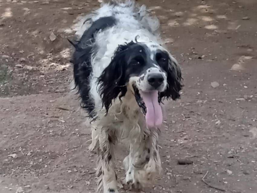 Adotta un cane, maschio, 9 anni, Caserta