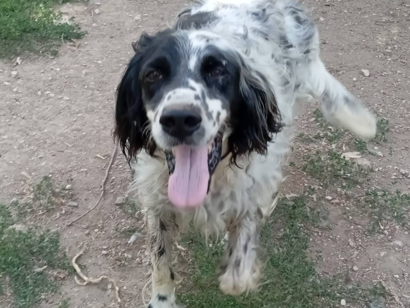 Adotta un cane, taglia media, maschio, Caserta