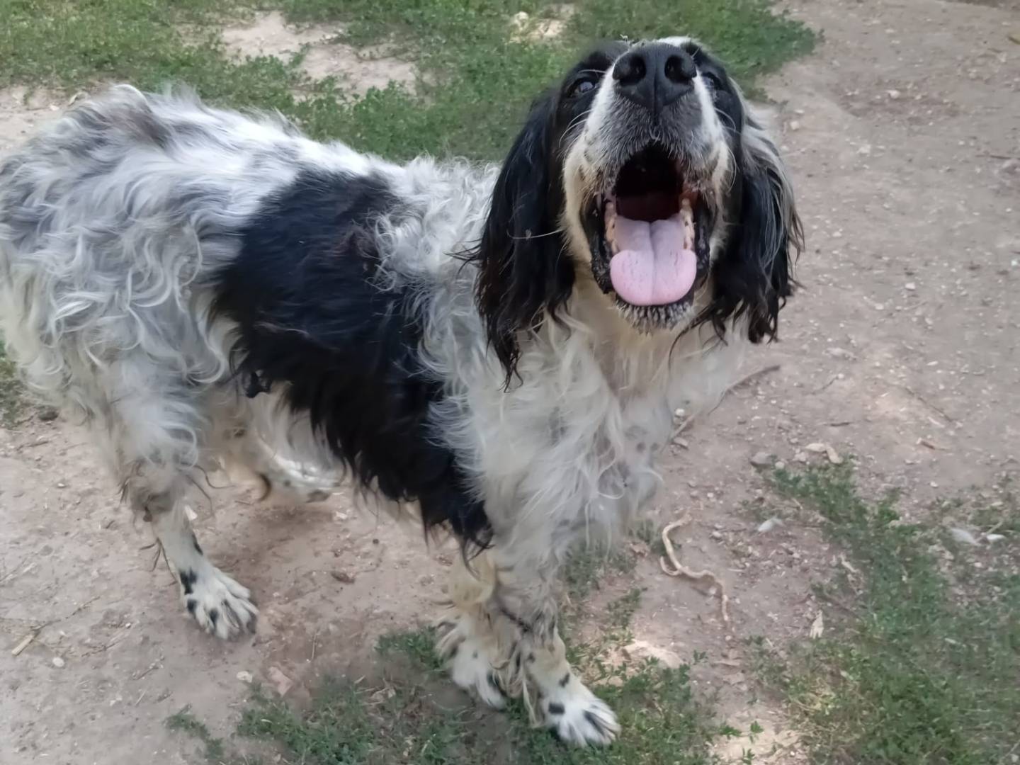 Vuoi adottare un cane a Caserta?