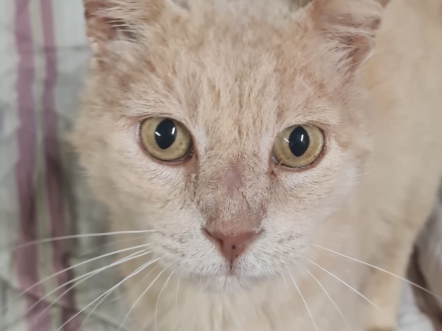 Adozione gatto, maschio, Razza sconosciuta Razza sconosciuta, 5 anni e 6 mesi, taglia non valida, Trento
