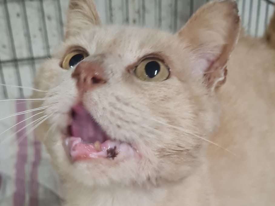 Adotta un gatto, maschio, 5 anni e 6 mesi, Trento
