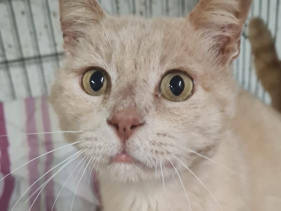 Adotta un gatto, taglia non valida, maschio, Trento