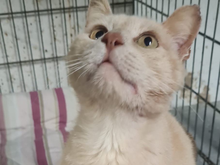 Vuoi adottare un gatto a Trento?