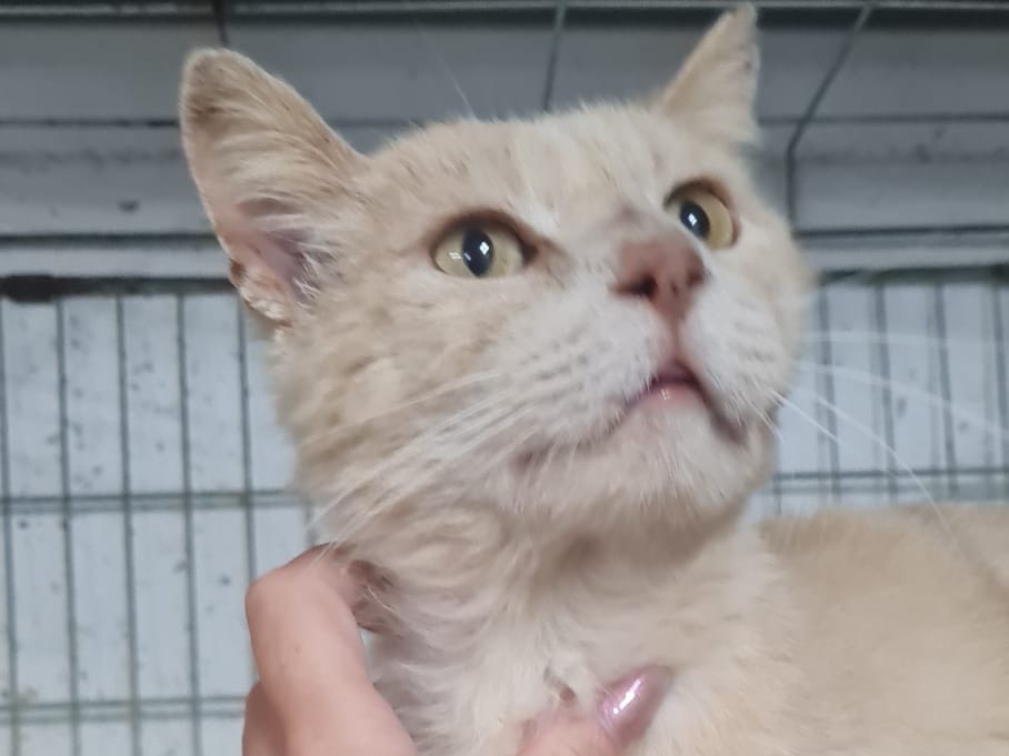 Adotta il gatto Teodoro a Trento